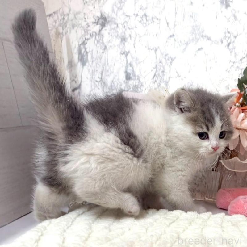 販売中の兵庫県のスコティッシュフォールド-138168の3枚目