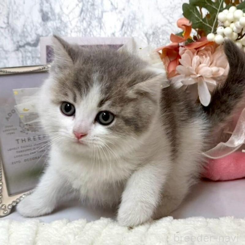 販売中の兵庫県のスコティッシュフォールド-138168の2枚目