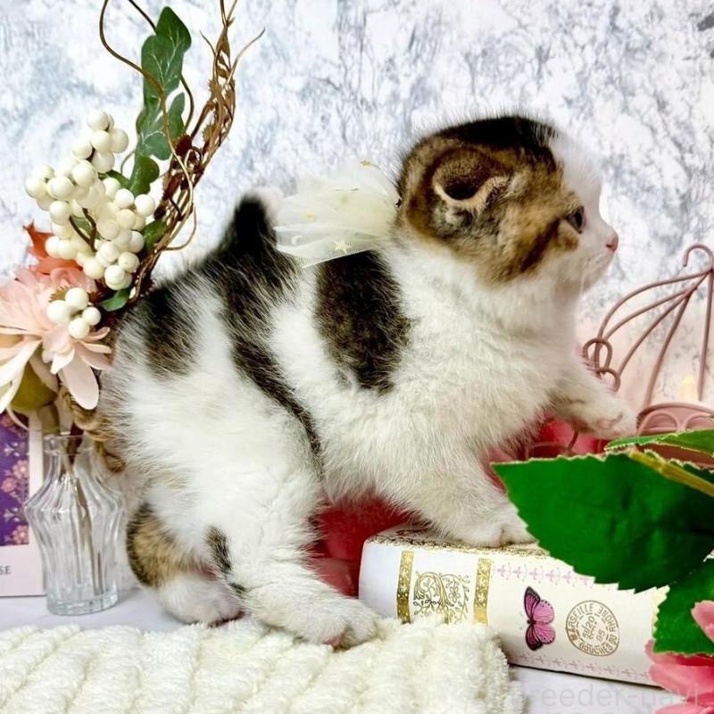 販売中の兵庫県のスコティッシュフォールド(折れ耳)-138169の10枚目