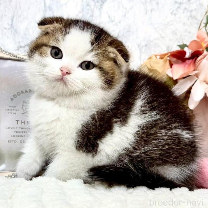 販売中の兵庫県のスコティッシュフォールド(折れ耳)-138169