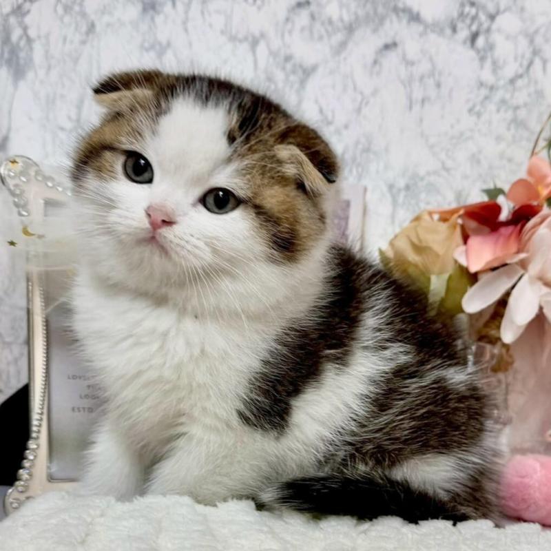 販売中の兵庫県のスコティッシュフォールド(折れ耳)-138169の9枚目