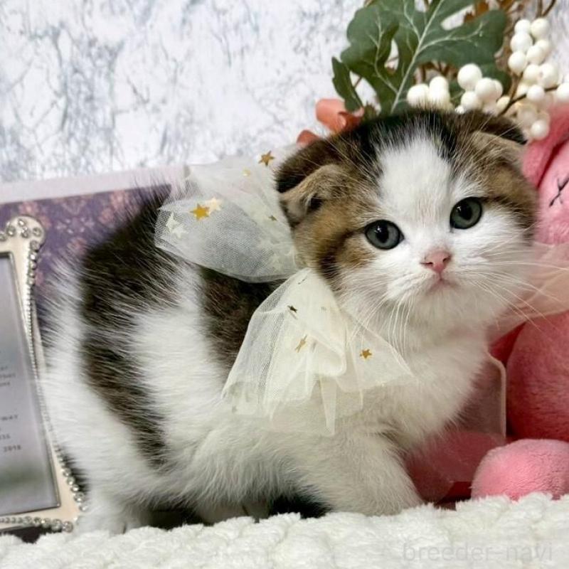 販売中の兵庫県のスコティッシュフォールド(折れ耳)-138169の8枚目