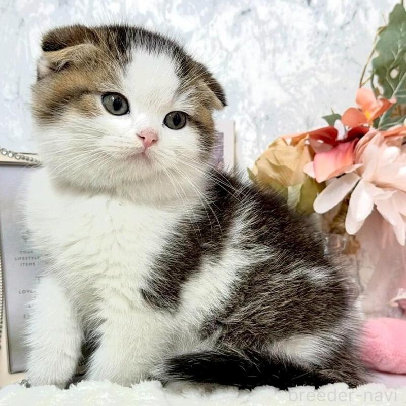 販売中の兵庫県のスコティッシュフォールド(折れ耳)-138169の7枚目