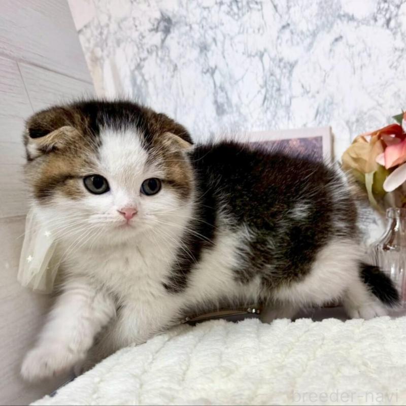 販売中の兵庫県のスコティッシュフォールド(折れ耳)-138169の6枚目