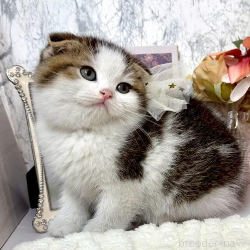 販売中の兵庫県のスコティッシュフォールド(折れ耳)-138169の5枚目