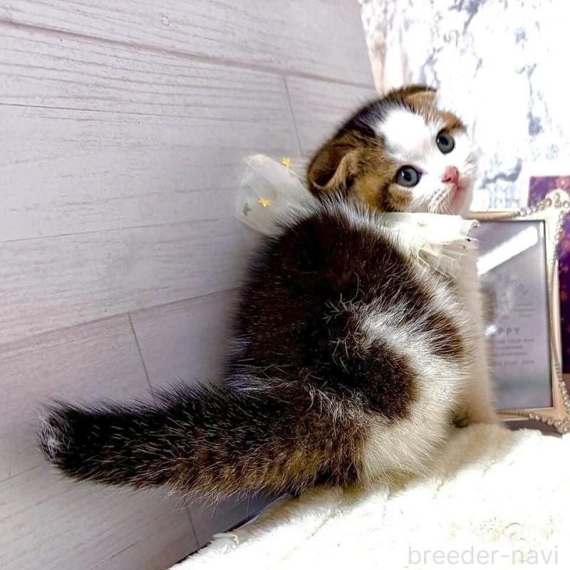 販売中の兵庫県のスコティッシュフォールド(折れ耳)-138169の4枚目