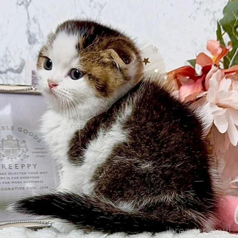 販売中の兵庫県のスコティッシュフォールド(折れ耳)-138169の3枚目