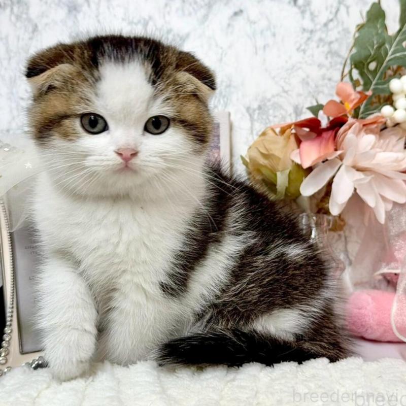 販売中の兵庫県のスコティッシュフォールド(折れ耳)-138169の2枚目