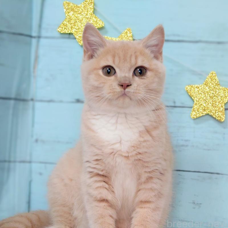 販売中の東京都のマンチカン-134246