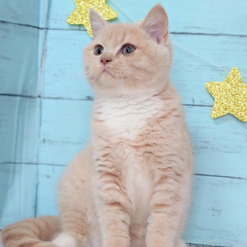 成約済の東京都のマンチカン-134246の5枚目