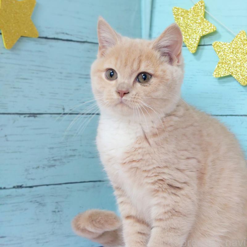 成約済の東京都のマンチカン-134246の3枚目