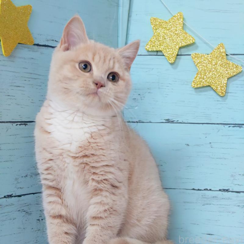 成約済の東京都のマンチカン-134246の2枚目