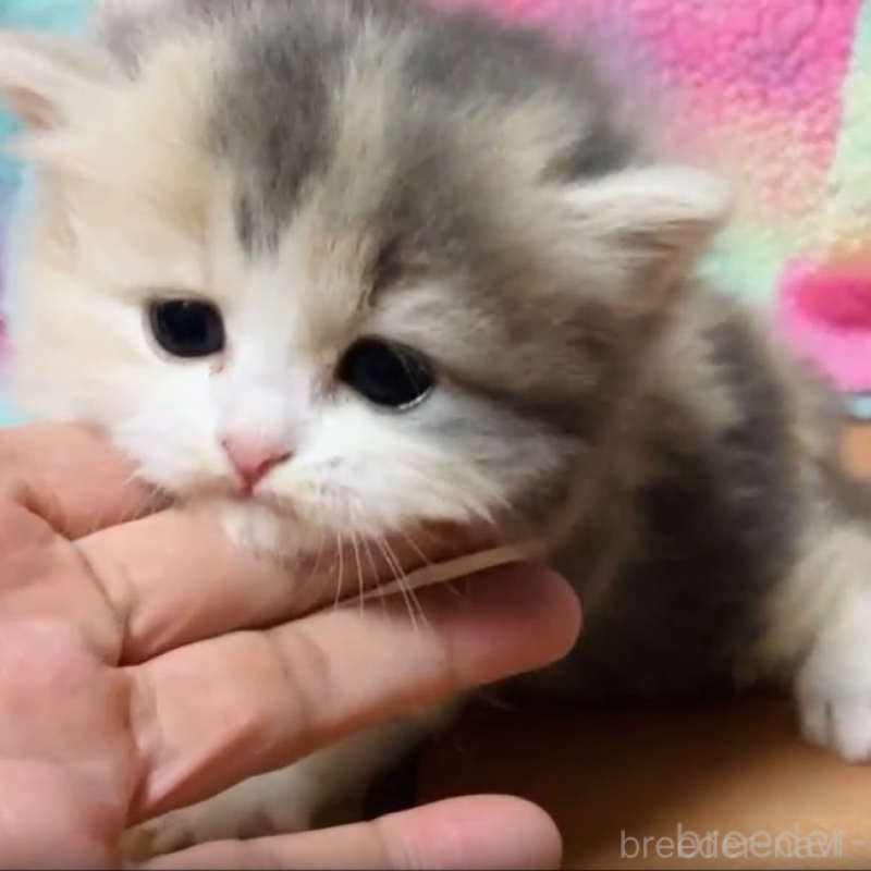 販売中の三重県のスコティッシュフォールド-138170の2枚目