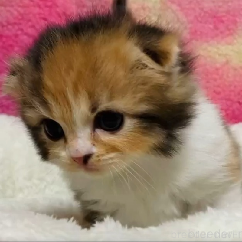 販売中の三重県のスコティッシュフォールド(折れ耳)-138171の2枚目