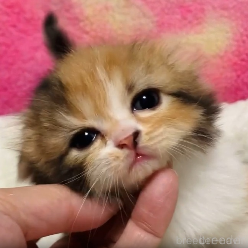 販売中ののスコティッシュフォールド(折れ耳)-138171