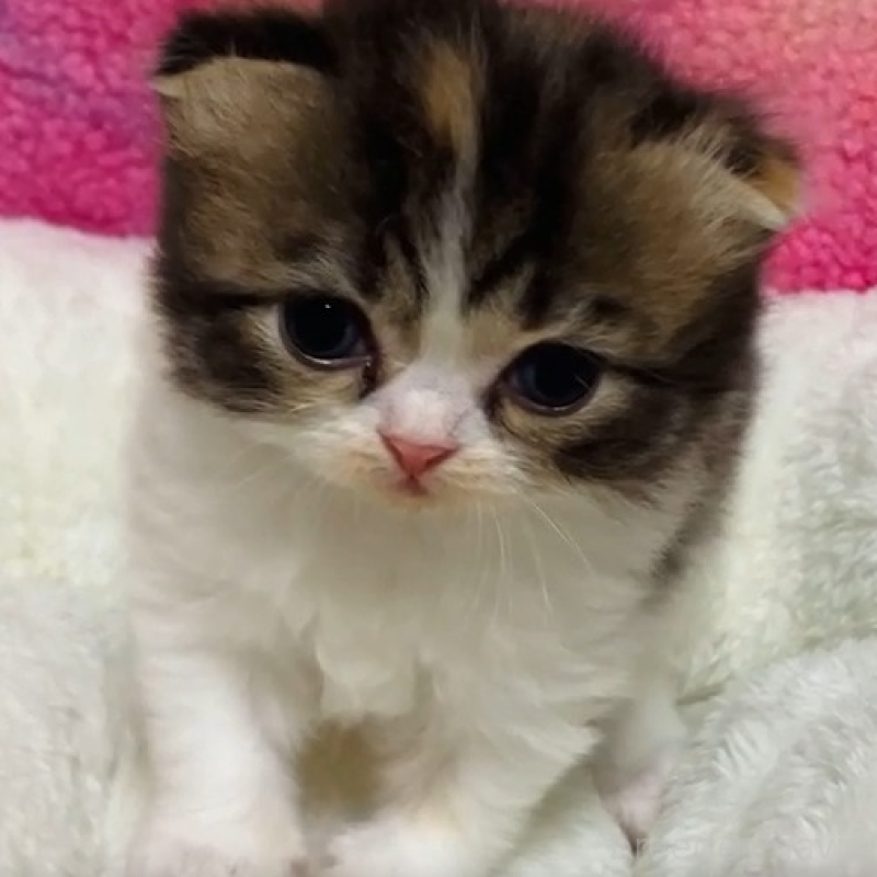 販売中の三重県のスコティッシュフォールド(折れ耳)-138172の2枚目