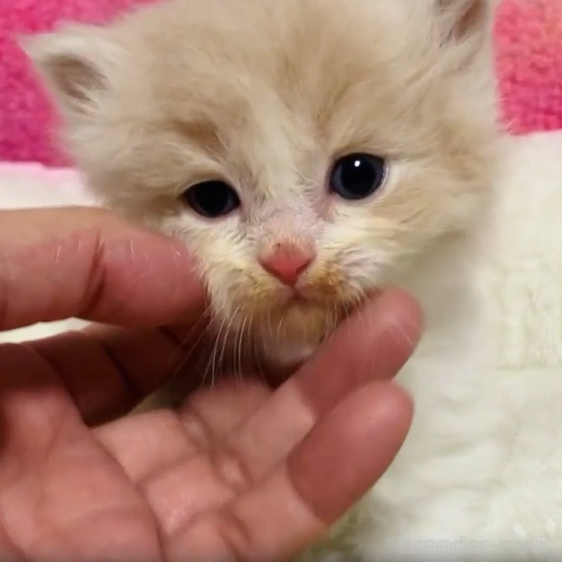 販売中の三重県のスコティッシュフォールド-138173の2枚目