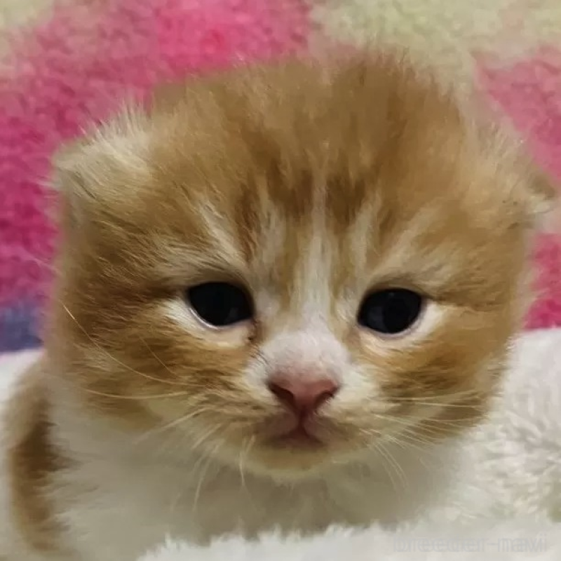 販売中の三重県のスコティッシュフォールド(折れ耳)-138174