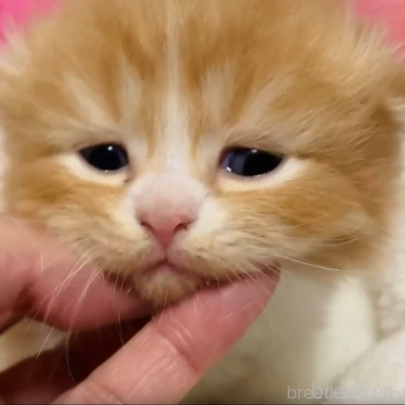 販売中の三重県のスコティッシュフォールド(折れ耳)-138174の2枚目