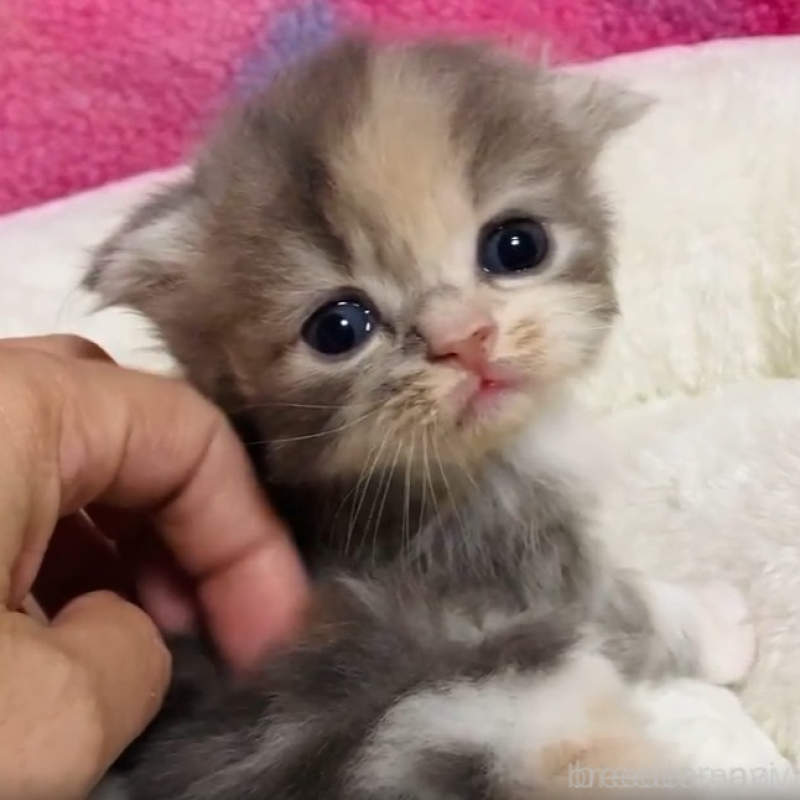 販売中の三重県のスコティッシュフォールド(折れ耳)-138175