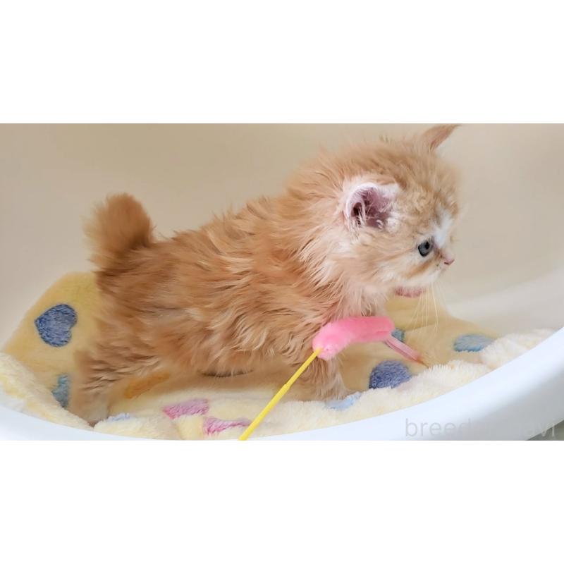 販売中の大阪府のマンチカン-138176の10枚目