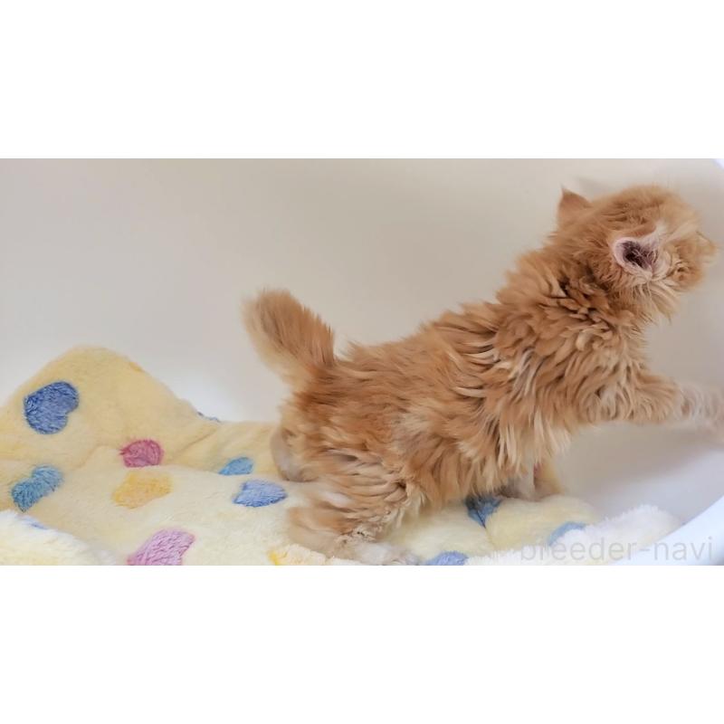 販売中の大阪府のマンチカン-138176の9枚目