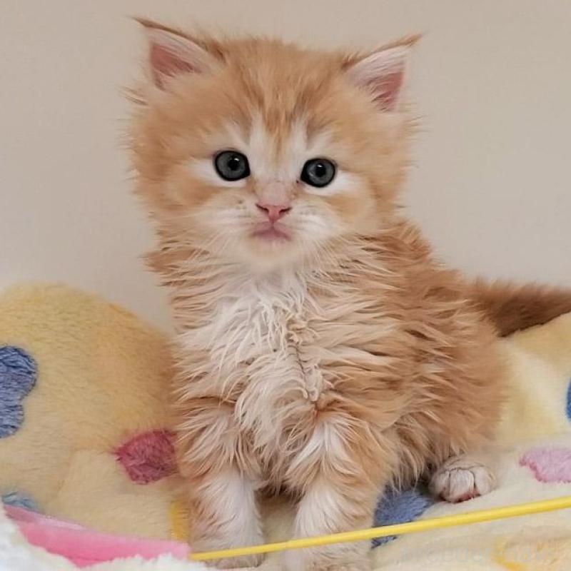 販売中の大阪府のマンチカン-138176の1枚目