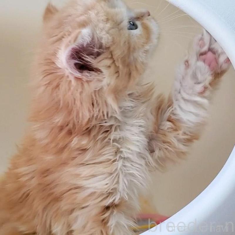 販売中の大阪府のマンチカン-138176の8枚目