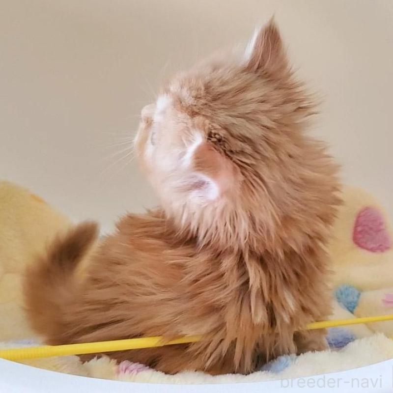 販売中の大阪府のマンチカン-138176の7枚目