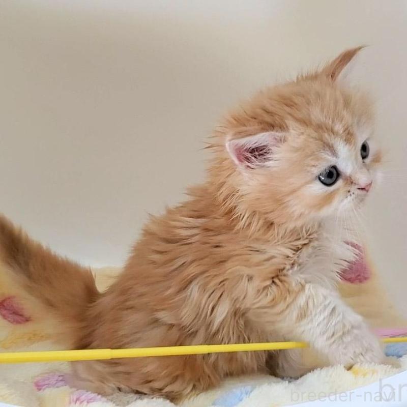 販売中の大阪府のマンチカン-138176の6枚目