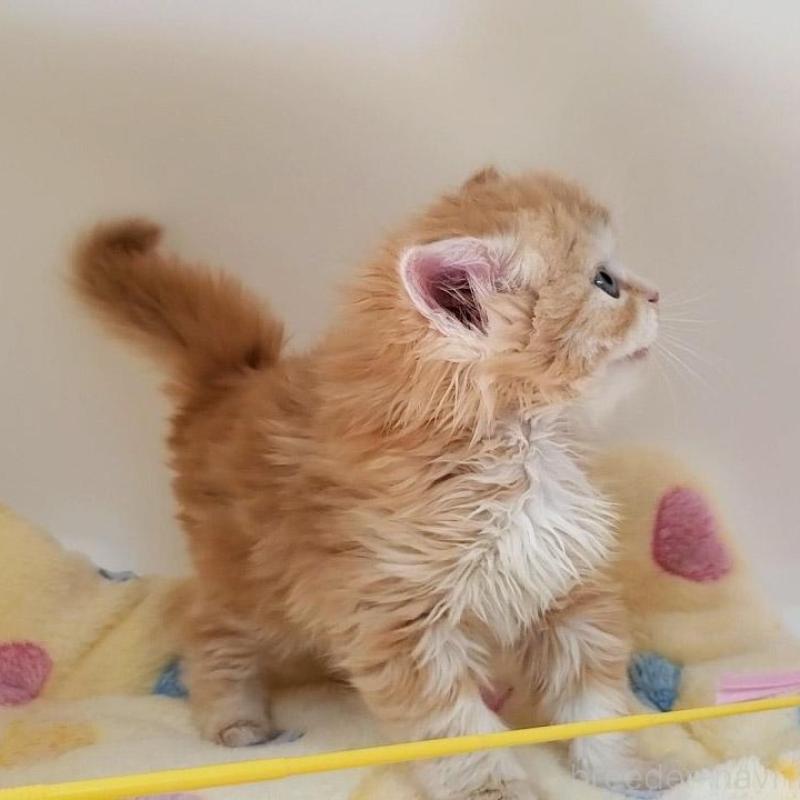 販売中の大阪府のマンチカン-138176の5枚目