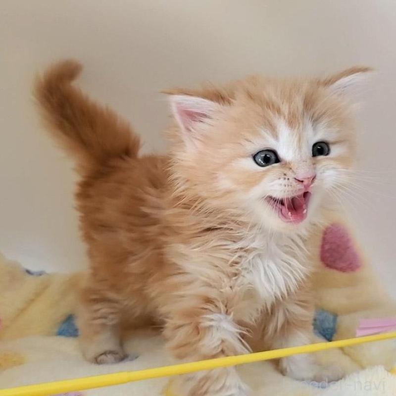 販売中の大阪府のマンチカン-138176の4枚目