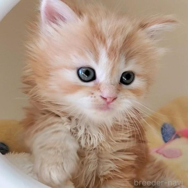 販売中の大阪府のマンチカン-138176の3枚目