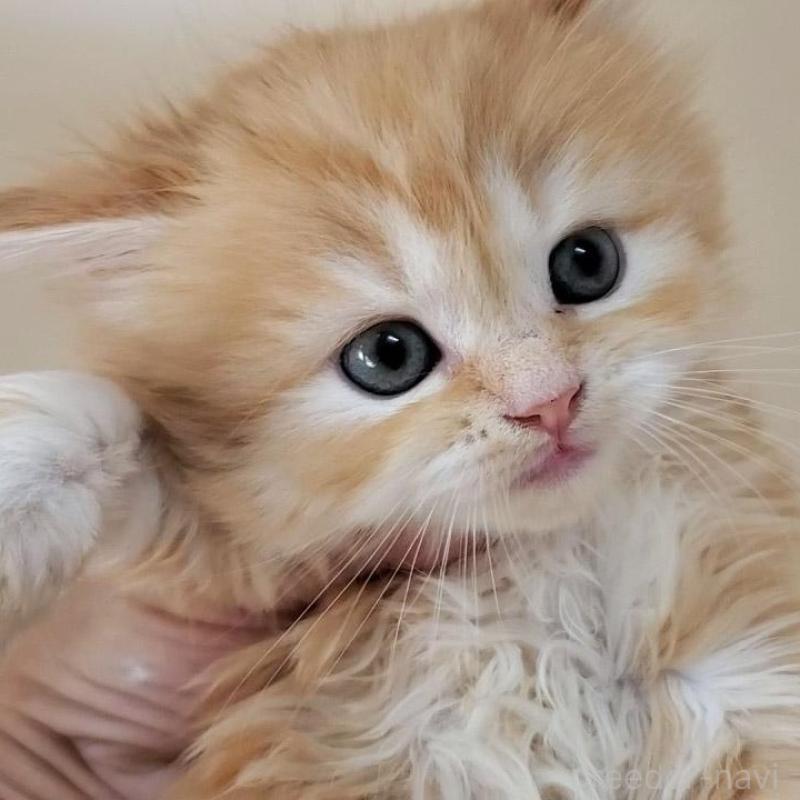 販売中の大阪府のマンチカン-138176の2枚目