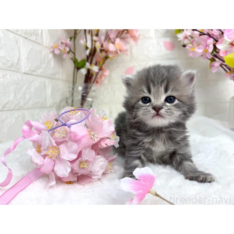 販売中の千葉県のラガマフィン-138177の7枚目