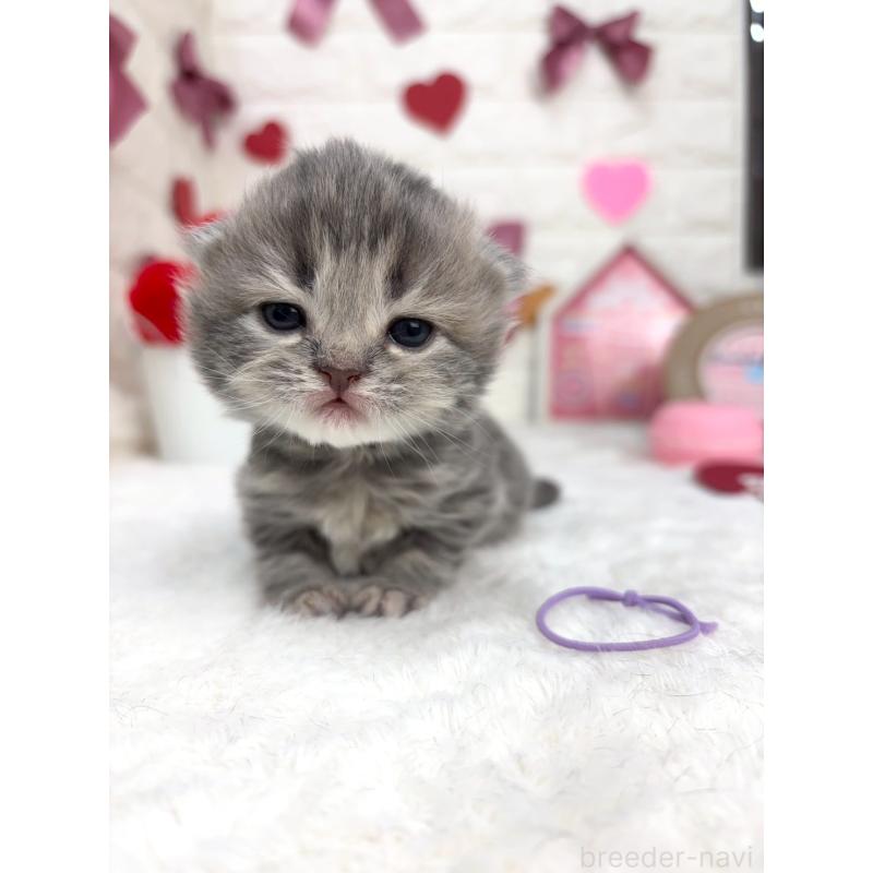 販売中の千葉県のラガマフィン-138177の6枚目