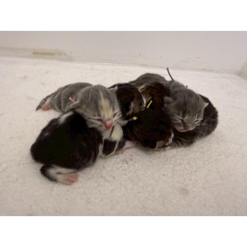 販売中の千葉県のラガマフィン-138177の4枚目