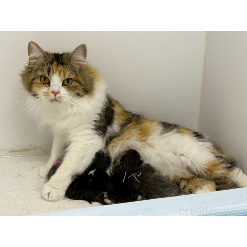 販売中の千葉県のラガマフィン-138177の3枚目