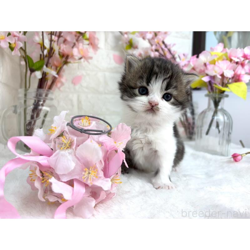 販売中の千葉県のラガマフィン-138178の7枚目