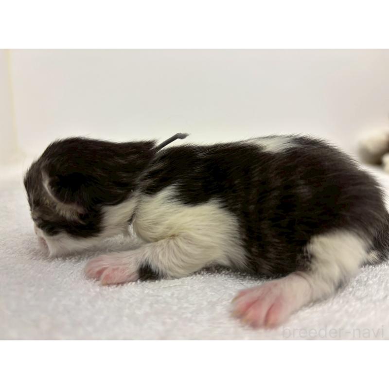 販売中の千葉県のラガマフィン-138178の5枚目