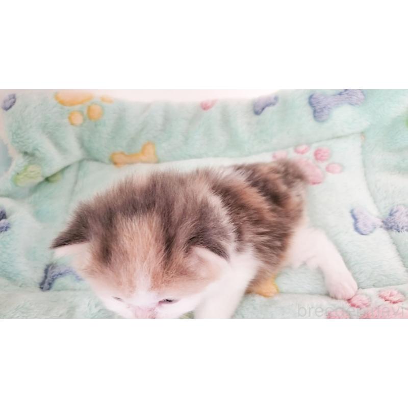 販売中の大阪府のミヌエット-138179の6枚目