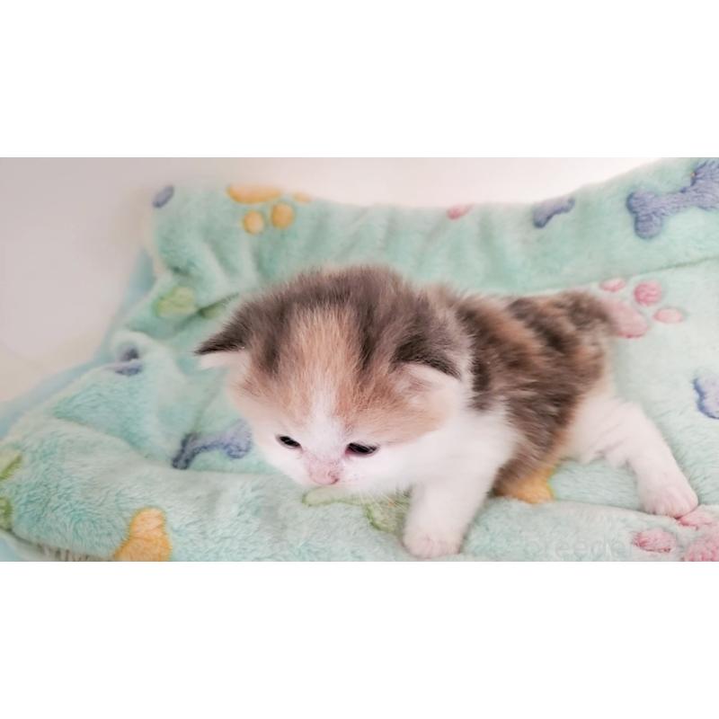 販売中の大阪府のミヌエット-138179の5枚目