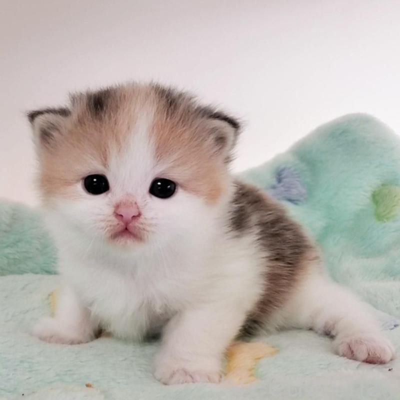 販売中の大阪府のミヌエット-138179の4枚目