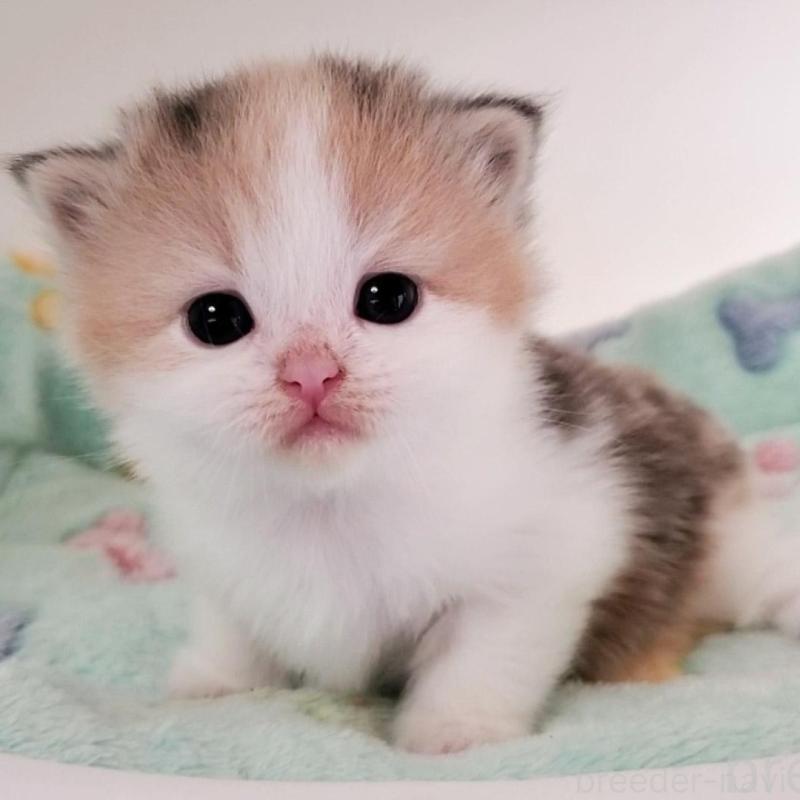 販売中の大阪府のミヌエット-138179