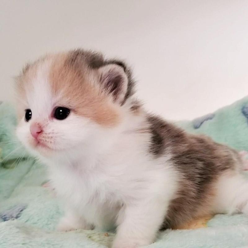 販売中の大阪府のミヌエット-138179の3枚目