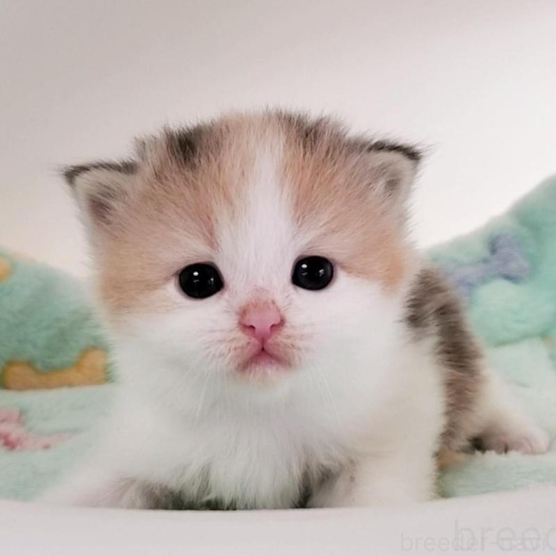 販売中の大阪府のミヌエット-138179の2枚目