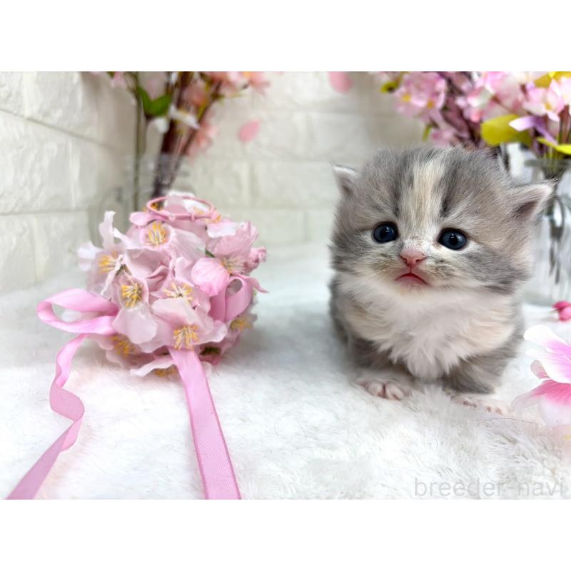 販売中の千葉県のラガマフィン-138180