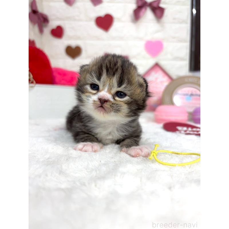 販売中の千葉県のラガマフィン-138180の6枚目