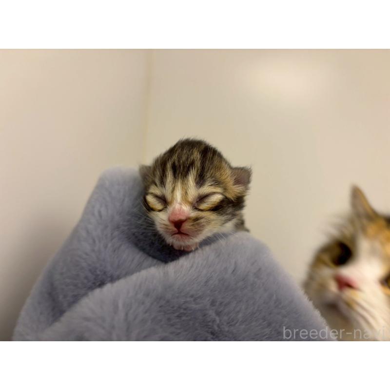 販売中の千葉県のラガマフィン-138180の5枚目