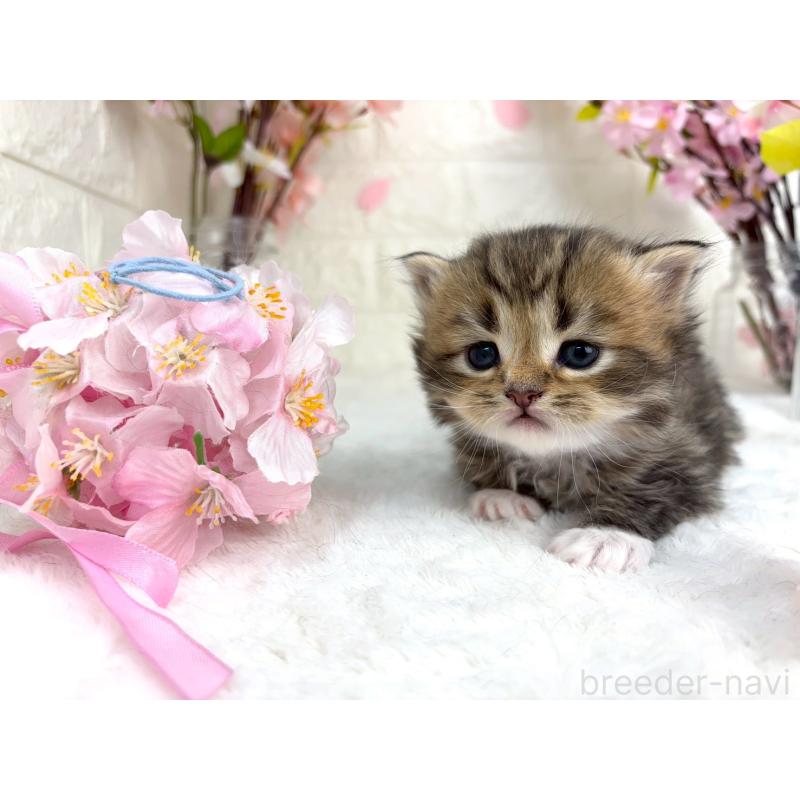 販売中の千葉県のラガマフィン-138182の7枚目